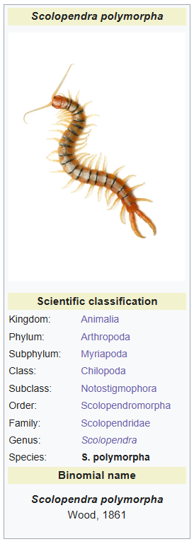 Scolopendra polymorpha infobox